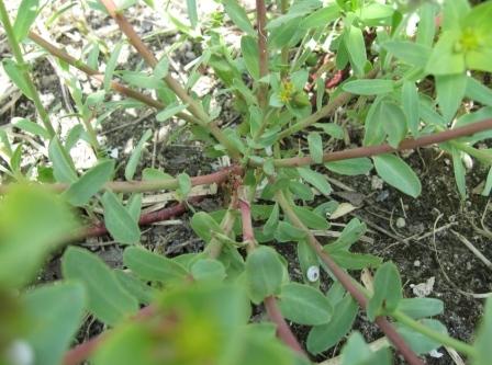 Euphorbia terracina